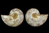 Cut & Polished, Agatized Ammonite Fossil (Pair)- Jurassic #110782-1